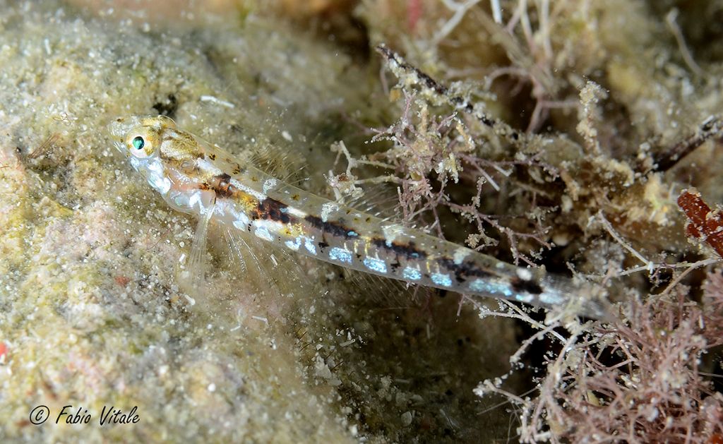 Pomatoschistus bathi